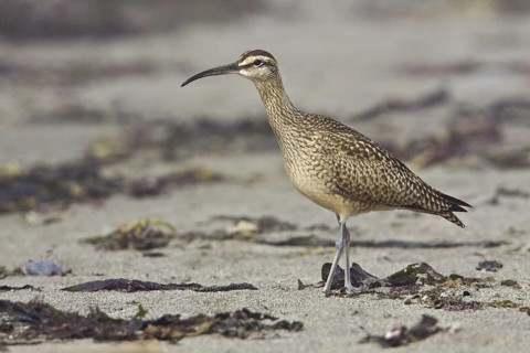 Whimbrel (Numenius phaeopus), Washington, USA