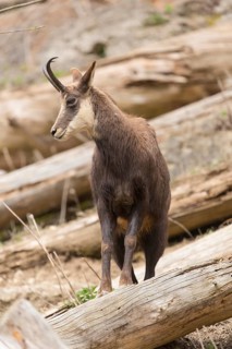 One chamois (Rupicapra rupicapra) standing between logs