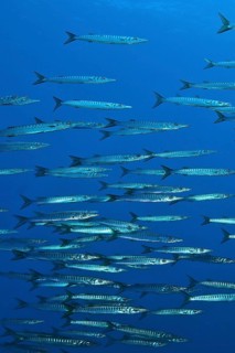 School Shoal of European Barracuda Mediterranean Barracuda (Sphyraena sphyraena), Mediterranean