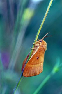 Oak eggar (Lasiocampa quercus), hen, moth, moth, butterfly, insect, Black Forest, Feldberg region,