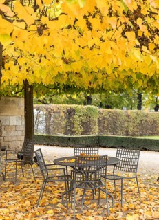 Seating area under trees with autumn-coloured foliage, Wackerbarth Castle, Radebeul, Saxony,