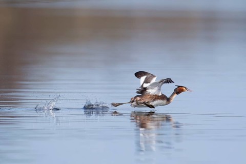 Great crested grebe (Podiceps cristatus) adult bird running across the water of a river, Norfolk