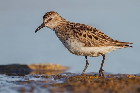 Semipalmated Sandpiper (Calidris pusilla) in a pond in the tundra near Churchill, Manitoba, Canada