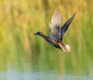 Gadwall (Mareca strepera), female in flight, Lower Saxony, Germany