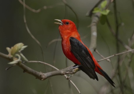 Scarlet Tanager (Piranga olivacea) male singing, Ohio, USA