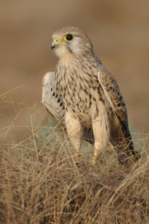 Common Kestrel (Falco tinnunculus), India