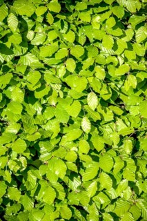 European beech (Fagus sylvatica), An den Dorfwiesen 9, Germany
