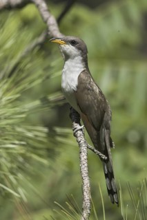 Yellow-billed Cuckoo (Coccyzus americanus), Ontario, Canada