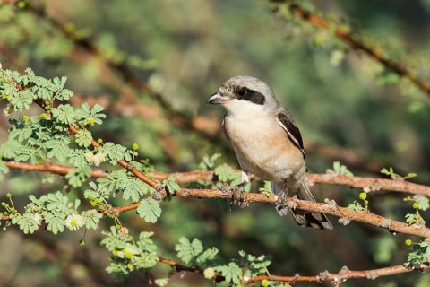 Lesser Grey Shrike (Lanius minor), Eilat, Israel