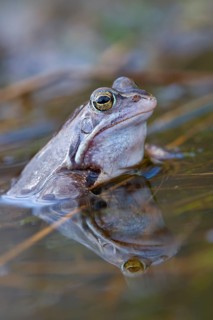 Blue moor frog (Rana arvalis) mating in the moor, Goldenstedter Moor, Lower Saxony, Germany
