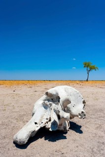Elephant skull (Loxodonta africana), skull, skeleton, death, poacher, landscape, steppe, aridity,