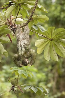 A three-toed sloth shakes off the Azteca ants attacking it while it feeds on the leaves of a