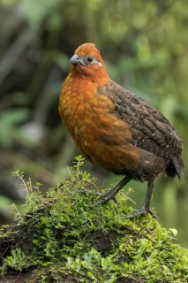 Chestnut Wood-quail (Odontophorus hyperythrus) perched on a branch in Colombia, South America