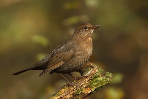 Common Blackbird (Turdus merula) female, Utrecht, Netherlands