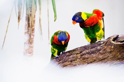 Parrot, colorful, all-color lory, Trichoglossus haematodus