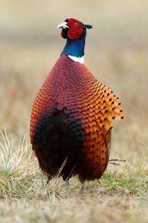 Common Pheasant (Phasianus colchicus) male, Lombardy, Italy