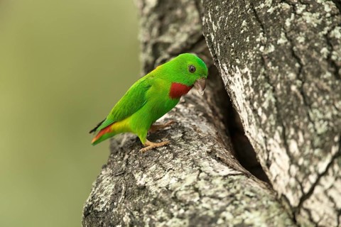 Blue-crowned Hanging Parrot (Loriculus galgulus) male, Singapore