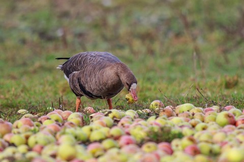 Greater White-fronted Goose (Anser albifrons) feeding on apples, North Rhine-Westphalia, Germany