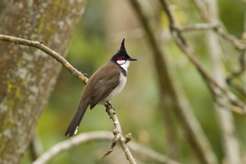 Red-whiskered Bulbul (Pycnonotus jocosus) at Kaneohe Hawaii
