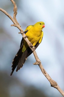 Regent Parrot (Polytelis anthopeplus) male perched on a branch, Victoria, Australia