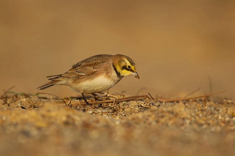 Shore lark or Horned lark (Eremophila alpestris) adult bird feeding on a beach, Suffolk, England,