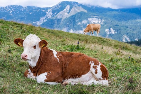 A brown and white cow lies peacefully on a grassy mountain slope with a stunning view of rugged,