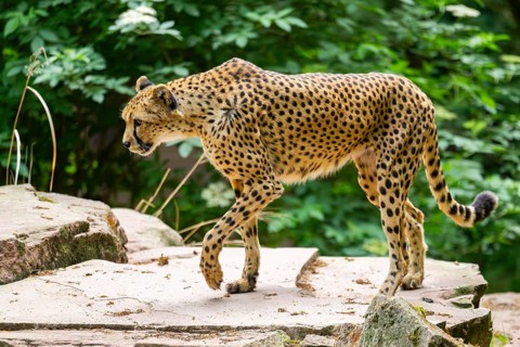 Cheetah (Acinonyx jubatus) walking around on the ground, Germany