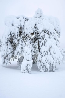 Deep snow-covered pine, Idre Fjäll, Dalarna, Sweden, January 2026