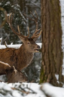 One Red Deer stag standing in a snow covered dense forest in winter