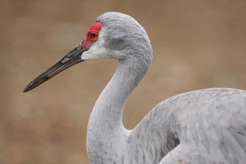 Whooping crane (Grus americana) in Homosassa, Florida, USA, captive