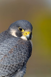 Peregrine falcon (Falco peregrinus) adult bird of prey head portrait, Scotland, United Kingdom