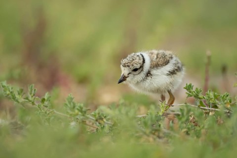 Ringed plover (Charadrius hiaticula) juvenile baby chick wading bird on a beach, Suffolk, England,