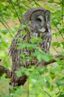 Barred owl (Strix nebulosa), sitting on a branch, surrounded by green foliage and natural