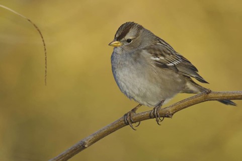 White-crowned Sparrow (Zonotrichia leucophrys), Arizona, USA