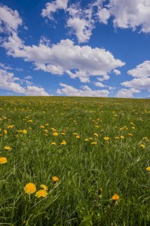 Flowering dandelion meadow (Taraxacum), natural landscape near Füssen, Ostallgäu, Bavaria, Germany