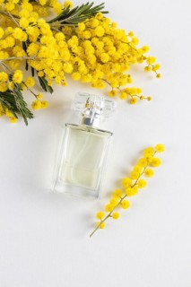 Clear perfume bottle gracefully surrounded by vibrant yellow mimosa flowers on a soft white
