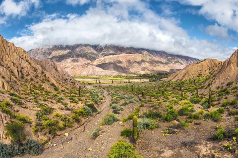 Scenic view of cacti scattered across the desert landscape of Los Cardones National Park in