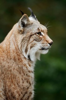 Eurasian lynx (Lynx lynx), portrait, captive, Germany