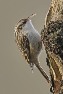 Short-toed Treecreeper (Certhia brachydactyla), North Rhine-Westphalia, Germany