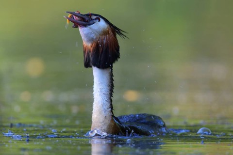 Great Crested Grebe (Podiceps cristatus) feeding on a crawfish, North Rhine-Westphalia, Germany