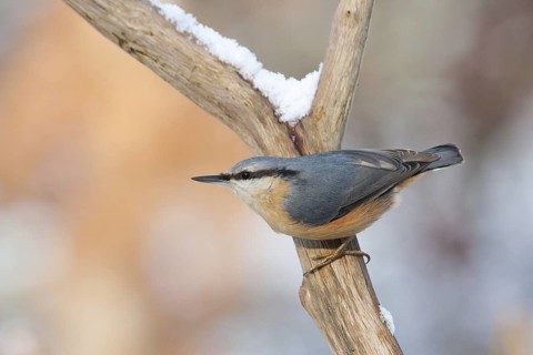 Eurasian Nuthatch (Sitta europaea), Baden-Wuerttemberg, Germany