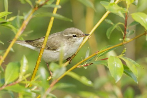 Arctic Warbler (Phylloscopus borealis), Finnmark, Norway