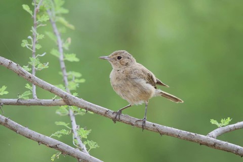 Brown-tailed Rock Chat (Oenanthe scotocerca), Lake Baringo, Kenya