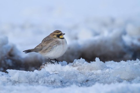 Atlas Horned Lark - Atlas-Ohrenlerche - Eremophila alpestris atlas, Morocco