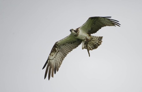Western Osprey (Pandion haliaetus) flying, Mecklenburg-Western Pomerania, Germany