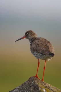 Common Redshank (Tringa totanus), Netherlands