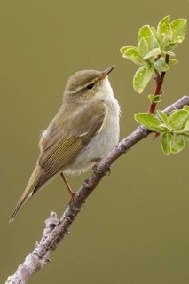 Arctic warbler (Phylloscopus borealis) perched on a branch in Nome, Alaska