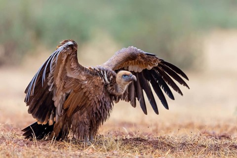 Griffon vulture, (Gyps fulvus), animals, birds, vultures, alworld vulture, hawk family, Sierra de