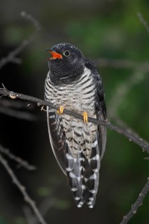 Red-chested Cuckoo (Cuculus solitarius) juvenile calling, Lake Baringo, Kenya
