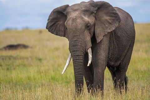 African elephant (Loxodonta africana), South Africa